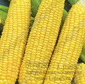 Кукуруза сахарная Ранняя лакомка 121 МС (пакет эконом)